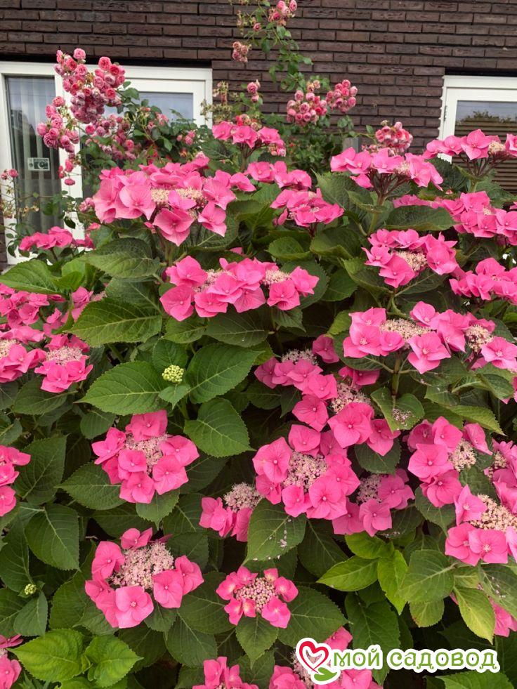 Гортензия крупнолистная Ротшванц ЗКС