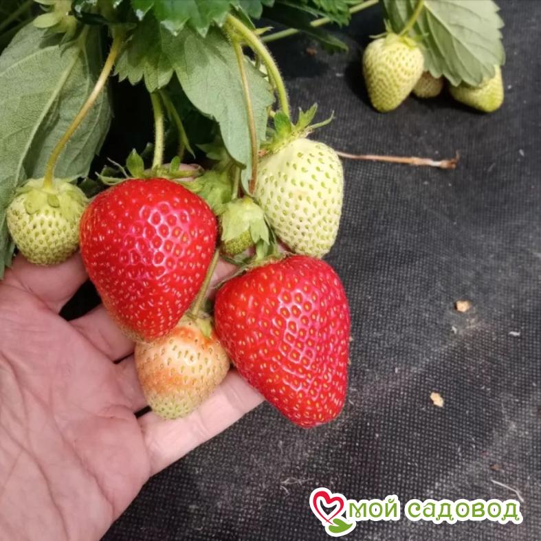 Клубника Надежда ЗКС С1