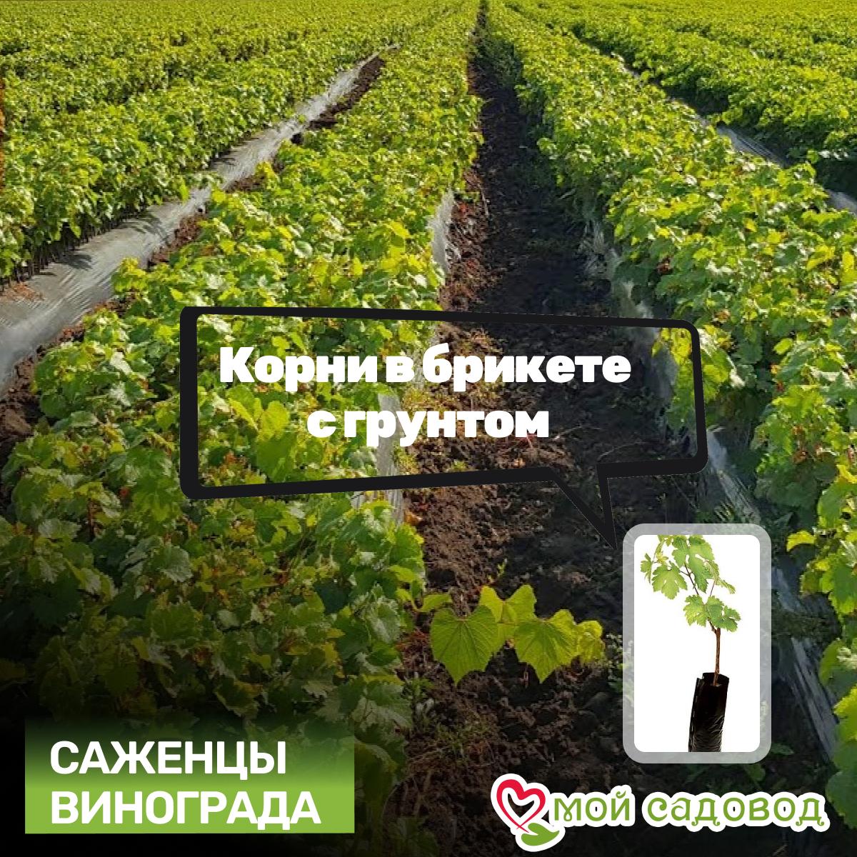 Виноград Аладдин