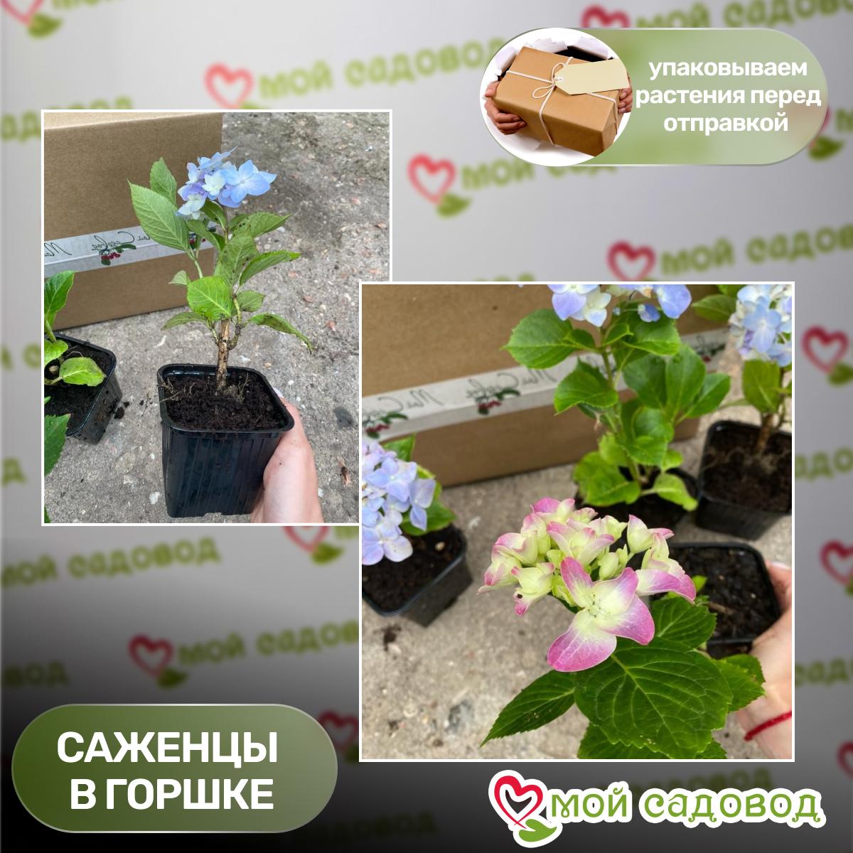 Саженец Гортензия крупнолистовая Шлосс Вакебат ЗКС